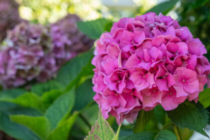 Ορτανσίες: Το απλό πράγμα που πρέπει να κάνεις τον Απρίλιο για να γεμίσουν λουλούδια