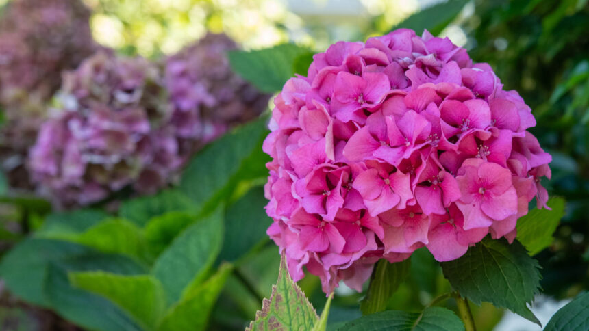 Ορτανσίες: Το απλό πράγμα που πρέπει να κάνεις τον Απρίλιο για να γεμίσουν λουλούδια
