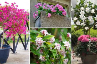 Λουλούδια δεντράκια: 5 είδη για να κάνετε το μπαλκόνι σας πολύχρωμο παράδεισο