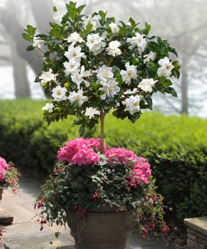 Λουλούδια δεντράκια: 5 είδη για να κάνετε το μπαλκόνι σας πολύχρωμο παράδεισο 6 Λουλούδια δεντράκια: 5 είδη για να κάνετε το μπαλκόνι σας πολύχρωμο παράδεισο