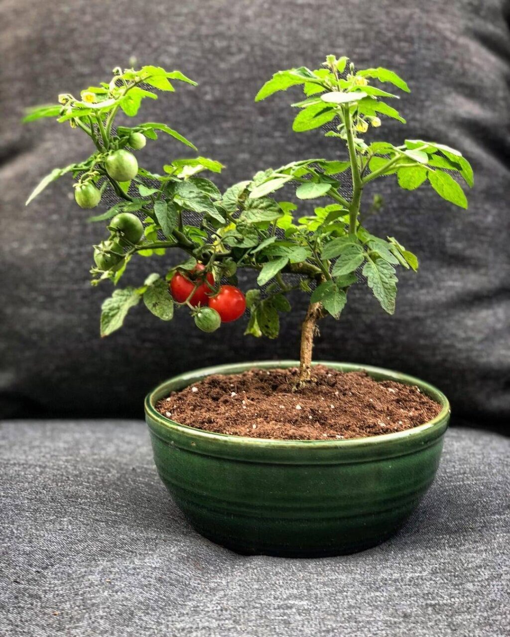 Πώς να μετατρέψετε μια απλή ντοματιά σε Bonsai - Το εντυπωσιακό φυτό που δίνει κανονικές ντομάτες σε μια μικρή γλάστρα 2 Πώς να φτιάξεις ντοματιές Bonsai