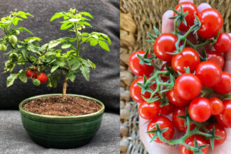 Πώς να μετατρέψετε μια απλή ντοματιά σε Bonsai - Το εντυπωσιακό φυτό που δίνει κανονικές ντομάτες σε μια μικρή γλάστρα