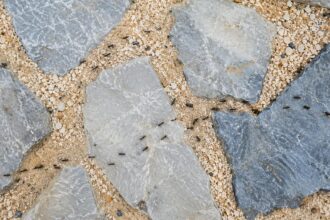 Ξεχάστε το ξίδι: Ο φυσικός τρόπος να διώξετε τα μυρμήγκια από την αυλή χωρίς χημικά