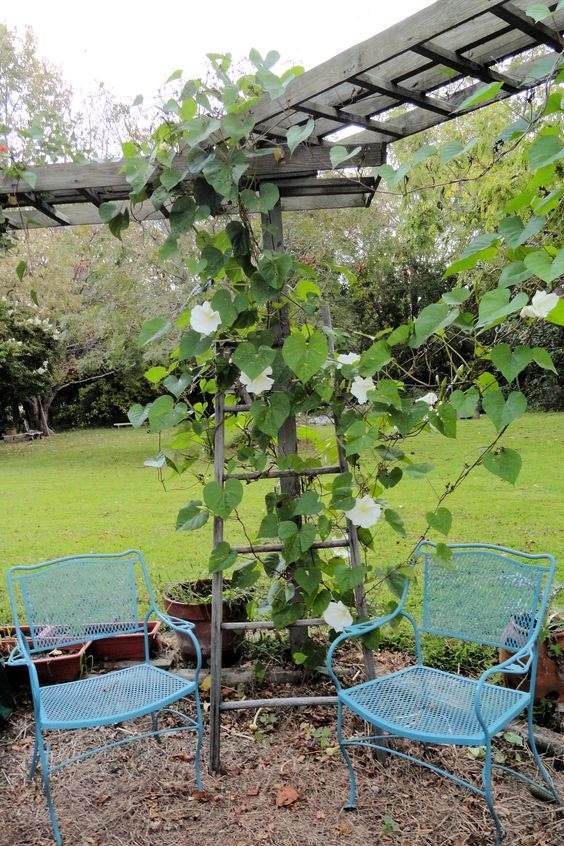 30 φυτά για πέργκολα: Πολύχρωμες και αρωματικές ιδέες για τον κήπο 17 30 φυτά για πέργκολα: Πολύχρωμες και αρωματικές ιδέες για τον κήπο